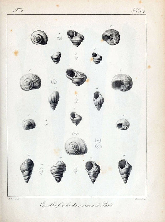 Description des coquilles fossiles des environs de Paris/.Paris:L'auteur, chez Bechet jeune [etc.]1824-[1837]. |  | Vintage Print Reproduction 467840