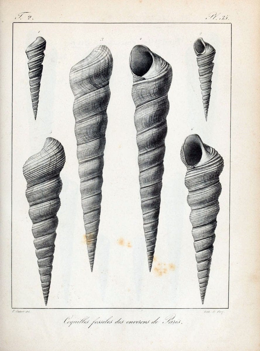 Description des coquilles fossiles des environs de Paris/.Paris:L'auteur, chez Bechet jeune [etc.]1824-[1837]. |  | Vintage Print Reproduction 467841