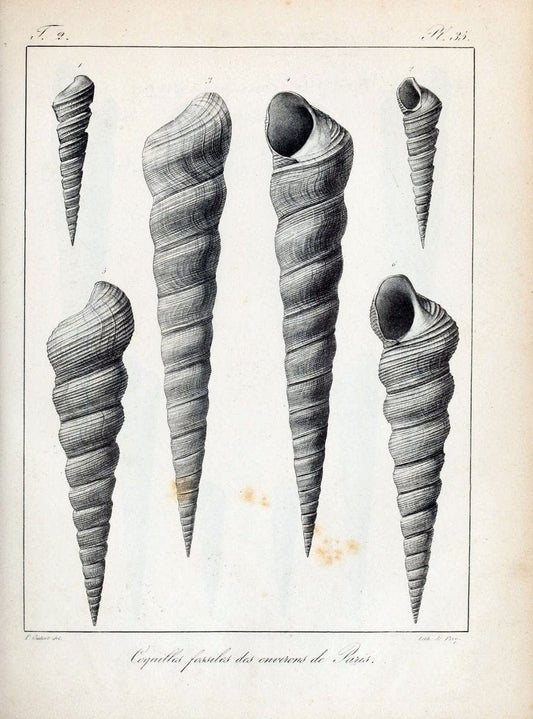 Description des coquilles fossiles des environs de Paris/.Paris:L'auteur, chez Bechet jeune [etc.]1824-[1837]. |  | Vintage Print Reproduction 467841
