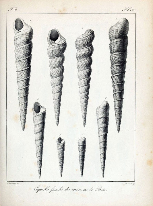 Description des coquilles fossiles des environs de Paris/.Paris:L'auteur, chez Bechet jeune [etc.]1824-[1837]. |  | Vintage Print Reproduction 467842