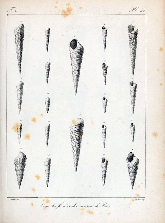 Description des coquilles fossiles des environs de Paris/.Paris:L'auteur, chez Bechet jeune [etc.]1824-[1837]. |  | Vintage Print Reproduction 467843