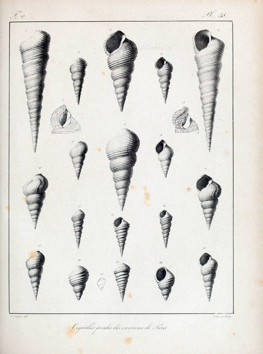 Description des coquilles fossiles des environs de Paris/.Paris:L'auteur, chez Bechet jeune [etc.]1824-[1837]. |  | Vintage Print Reproduction 467844