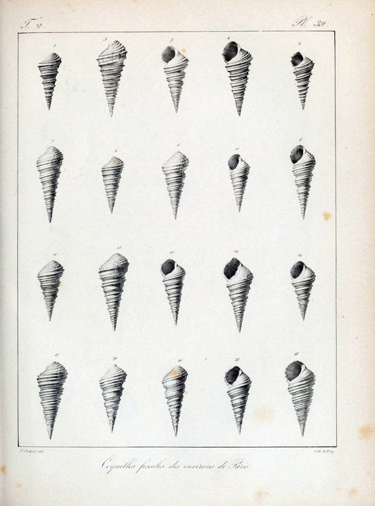 Description des coquilles fossiles des environs de Paris/.Paris:L'auteur, chez Bechet jeune [etc.]1824-[1837]. |  | Vintage Print Reproduction 467845