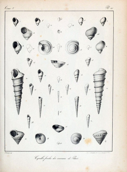 Description des coquilles fossiles des environs de Paris/.Paris:L'auteur, chez Bechet jeune [etc.]1824-[1837]. |  | Vintage Print Reproduction 467846