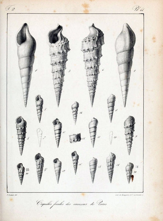 Description des coquilles fossiles des environs de Paris/.Paris:L'auteur, chez Bechet jeune [etc.]1824-[1837]. |  | Vintage Print Reproduction 467847