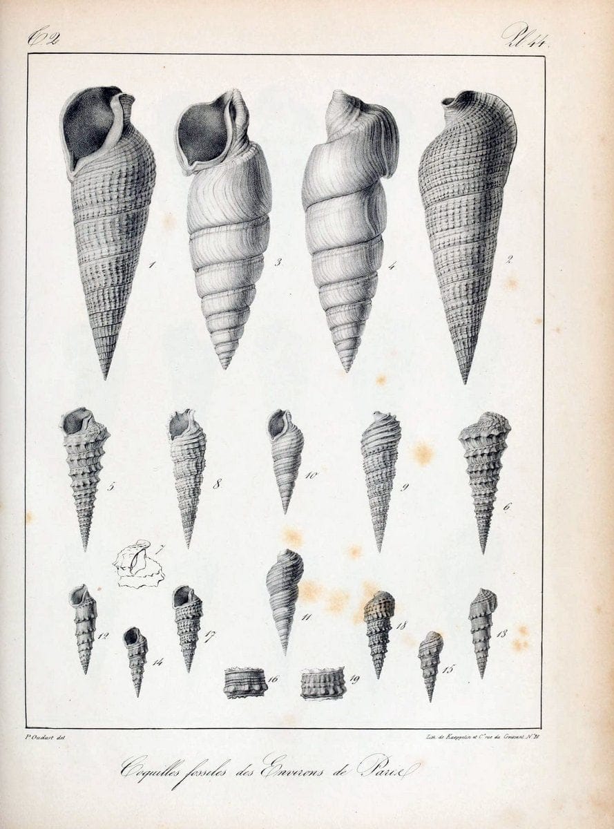 Description des coquilles fossiles des environs de Paris/.Paris:L'auteur, chez Bechet jeune [etc.]1824-[1837]. |  | Vintage Print Reproduction 467850