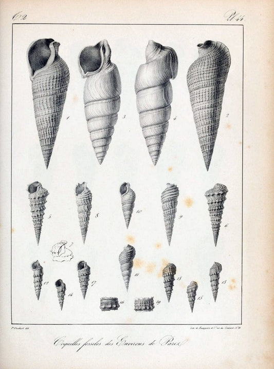 Description des coquilles fossiles des environs de Paris/.Paris:L'auteur, chez Bechet jeune [etc.]1824-[1837]. |  | Vintage Print Reproduction 467850