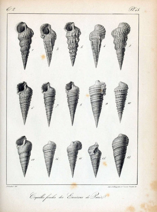 Description des coquilles fossiles des environs de Paris/.Paris:L'auteur, chez Bechet jeune [etc.]1824-[1837]. |  | Vintage Print Reproduction 467851