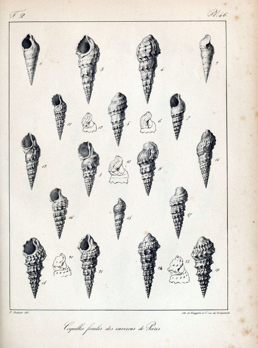 Description des coquilles fossiles des environs de Paris/.Paris:L'auteur, chez Bechet jeune [etc.]1824-[1837]. |  | Vintage Print Reproduction 467852