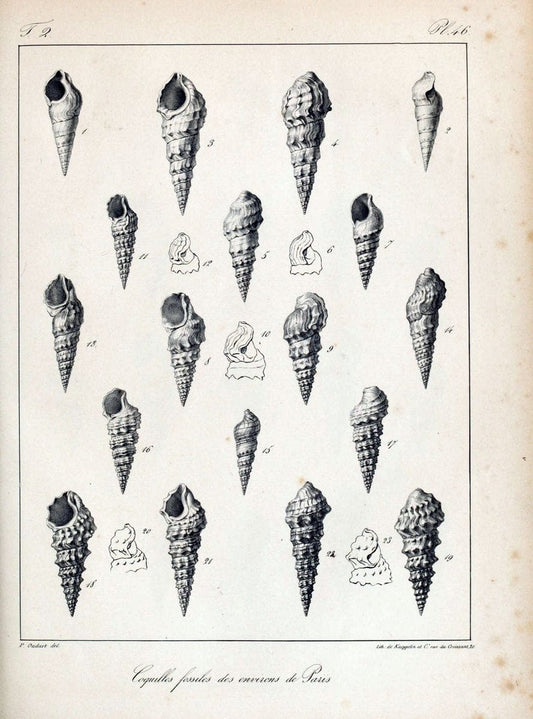 Description des coquilles fossiles des environs de Paris/.Paris:L'auteur, chez Bechet jeune [etc.]1824-[1837]. |  | Vintage Print Reproduction 467852