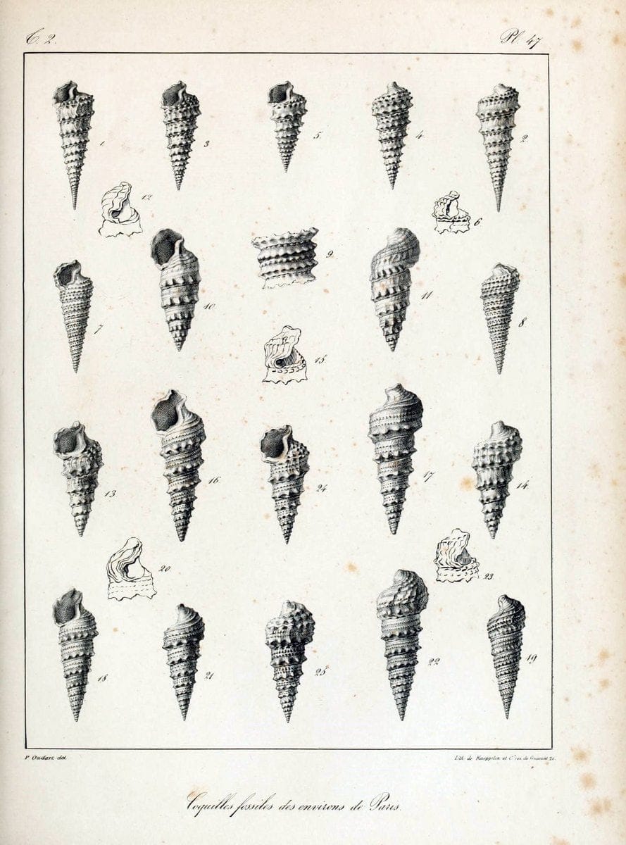 Description des coquilles fossiles des environs de Paris/.Paris:L'auteur, chez Bechet jeune [etc.]1824-[1837]. |  | Vintage Print Reproduction 467853