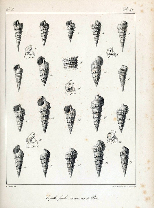 Description des coquilles fossiles des environs de Paris/.Paris:L'auteur, chez Bechet jeune [etc.]1824-[1837]. |  | Vintage Print Reproduction 467853
