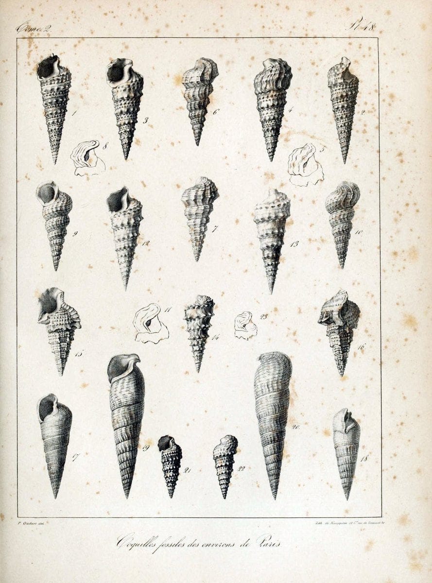 Description des coquilles fossiles des environs de Paris/.Paris:L'auteur, chez Bechet jeune [etc.]1824-[1837]. |  | Vintage Print Reproduction 467854