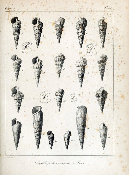 Description des coquilles fossiles des environs de Paris/.Paris:L'auteur, chez Bechet jeune [etc.]1824-[1837]. |  | Vintage Print Reproduction 467854
