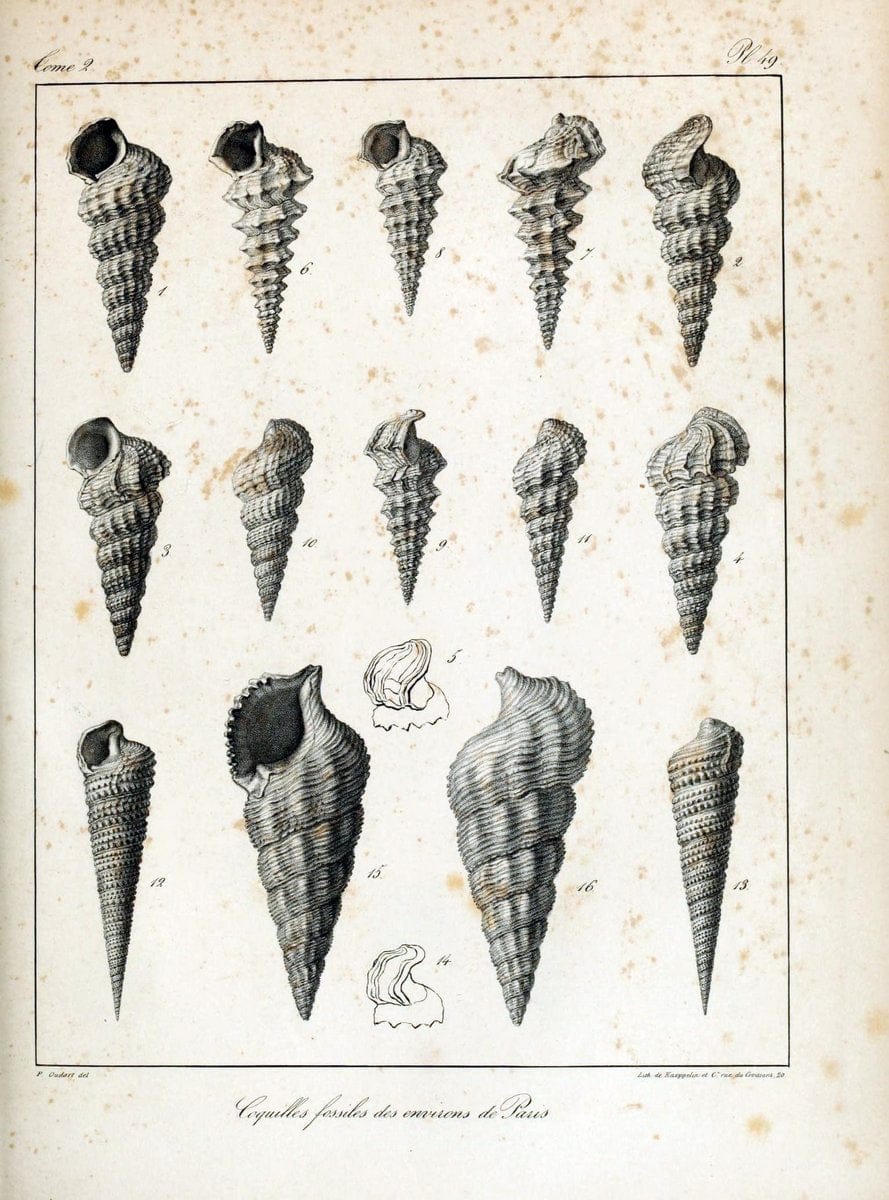 Description des coquilles fossiles des environs de Paris/.Paris:L'auteur, chez Bechet jeune [etc.]1824-[1837]. |  | Vintage Print Reproduction 467855