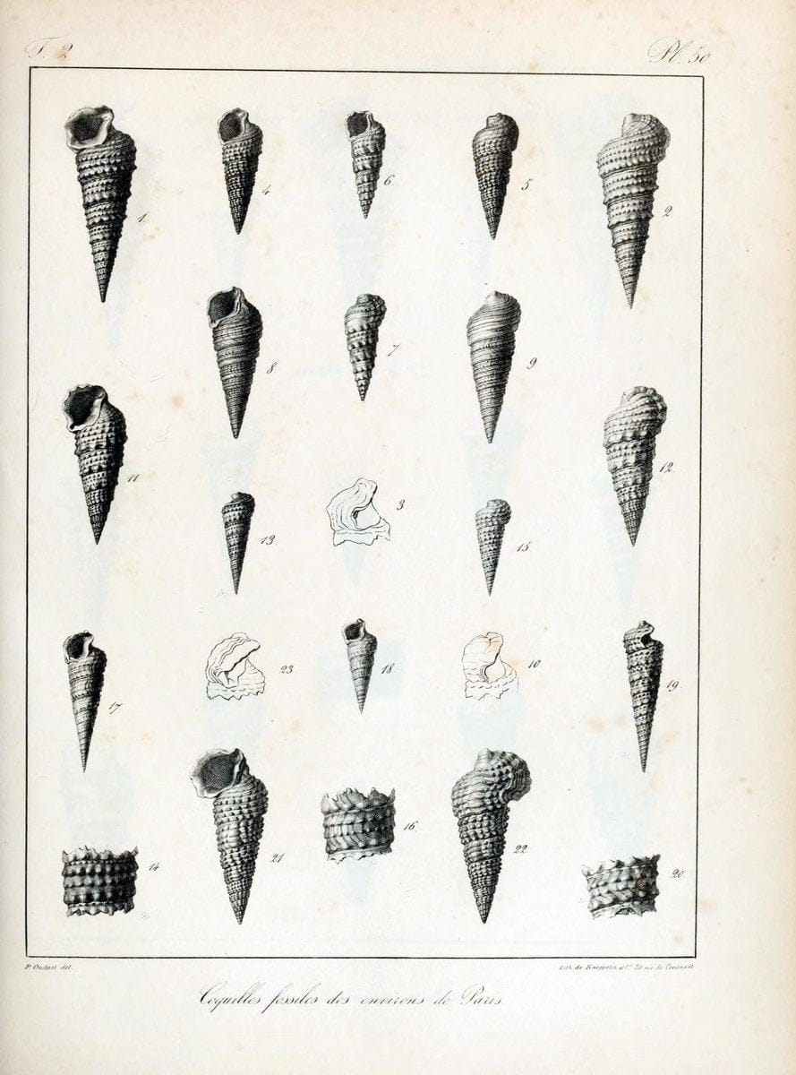 Description des coquilles fossiles des environs de Paris/.Paris:L'auteur, chez Bechet jeune [etc.]1824-[1837]. |  | Vintage Print Reproduction 467856