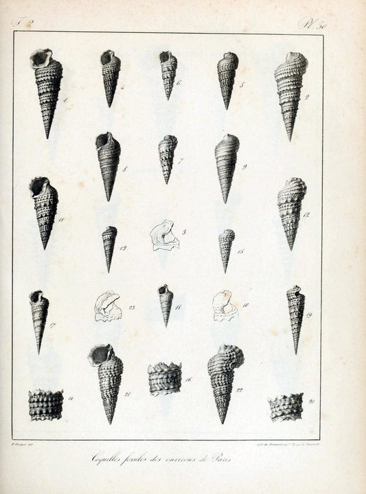Description des coquilles fossiles des environs de Paris/.Paris:L'auteur, chez Bechet jeune [etc.]1824-[1837]. |  | Vintage Print Reproduction 467856