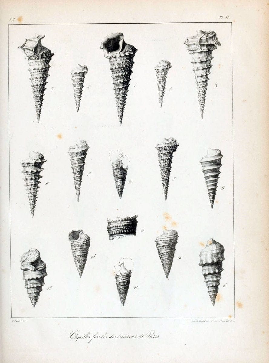 Description des coquilles fossiles des environs de Paris/.Paris:L'auteur, chez Bechet jeune [etc.]1824-[1837]. |  | Vintage Print Reproduction 467857
