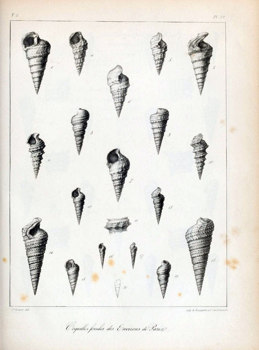 Description des coquilles fossiles des environs de Paris/.Paris:L'auteur, chez Bechet jeune [etc.]1824-[1837]. |  | Vintage Print Reproduction 467858