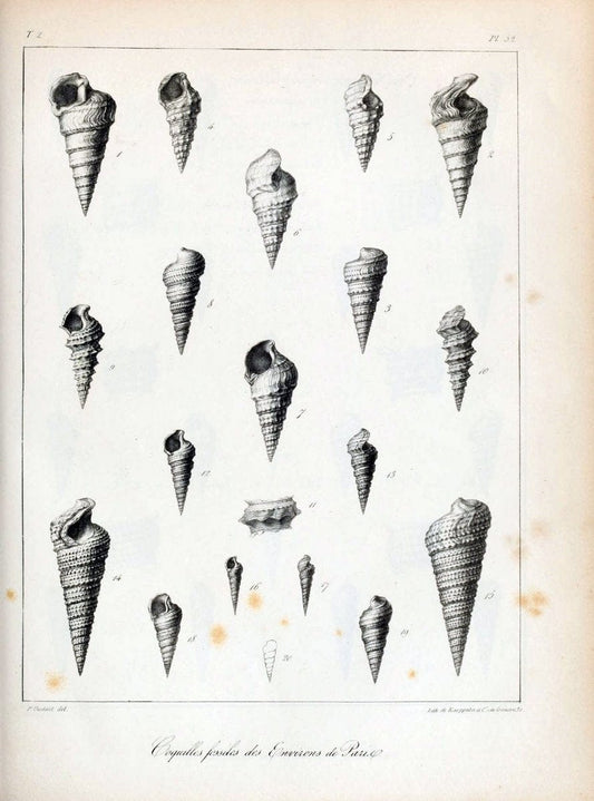 Description des coquilles fossiles des environs de Paris/.Paris:L'auteur, chez Bechet jeune [etc.]1824-[1837]. |  | Vintage Print Reproduction 467858
