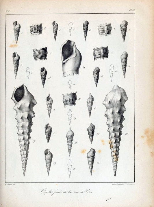 Description des coquilles fossiles des environs de Paris/.Paris:L'auteur, chez Bechet jeune [etc.]1824-[1837]. |  | Vintage Print Reproduction 467859