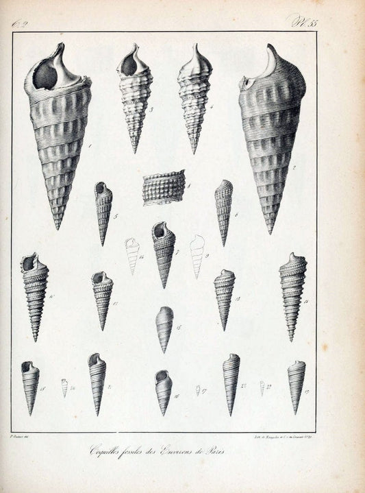 Description des coquilles fossiles des environs de Paris/.Paris:L'auteur, chez Bechet jeune [etc.]1824-[1837]. |  | Vintage Print Reproduction 467860