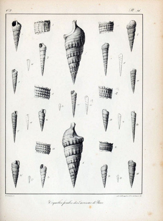 Description des coquilles fossiles des environs de Paris/.Paris:L'auteur, chez Bechet jeune [etc.]1824-[1837]. |  | Vintage Print Reproduction 467861