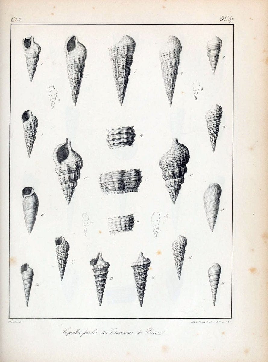 Description des coquilles fossiles des environs de Paris/.Paris:L'auteur, chez Bechet jeune [etc.]1824-[1837]. |  | Vintage Print Reproduction 467862