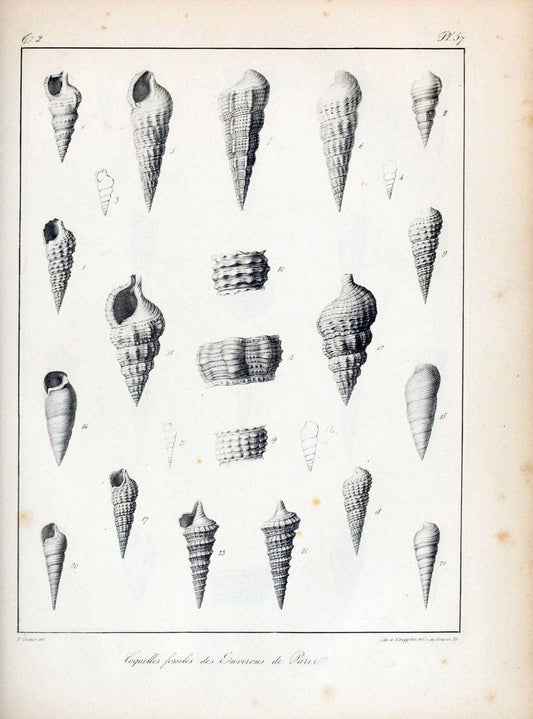 Description des coquilles fossiles des environs de Paris/.Paris:L'auteur, chez Bechet jeune [etc.]1824-[1837]. |  | Vintage Print Reproduction 467862