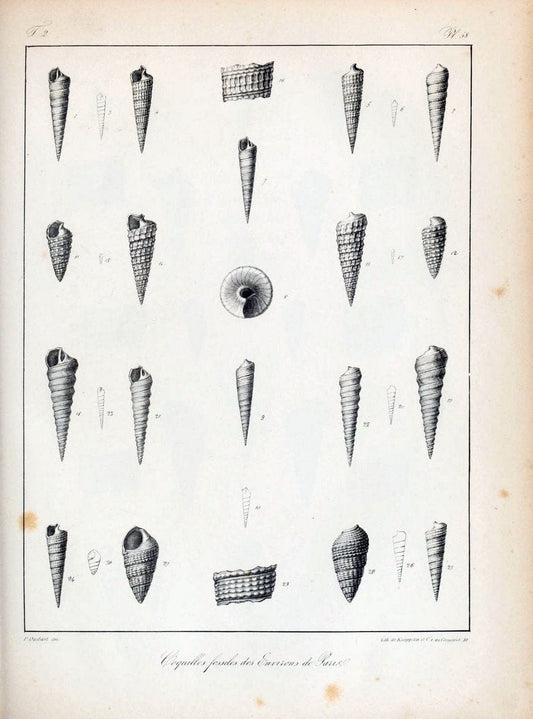 Description des coquilles fossiles des environs de Paris/.Paris:L'auteur, chez Bechet jeune [etc.]1824-[1837]. |  | Vintage Print Reproduction 467863