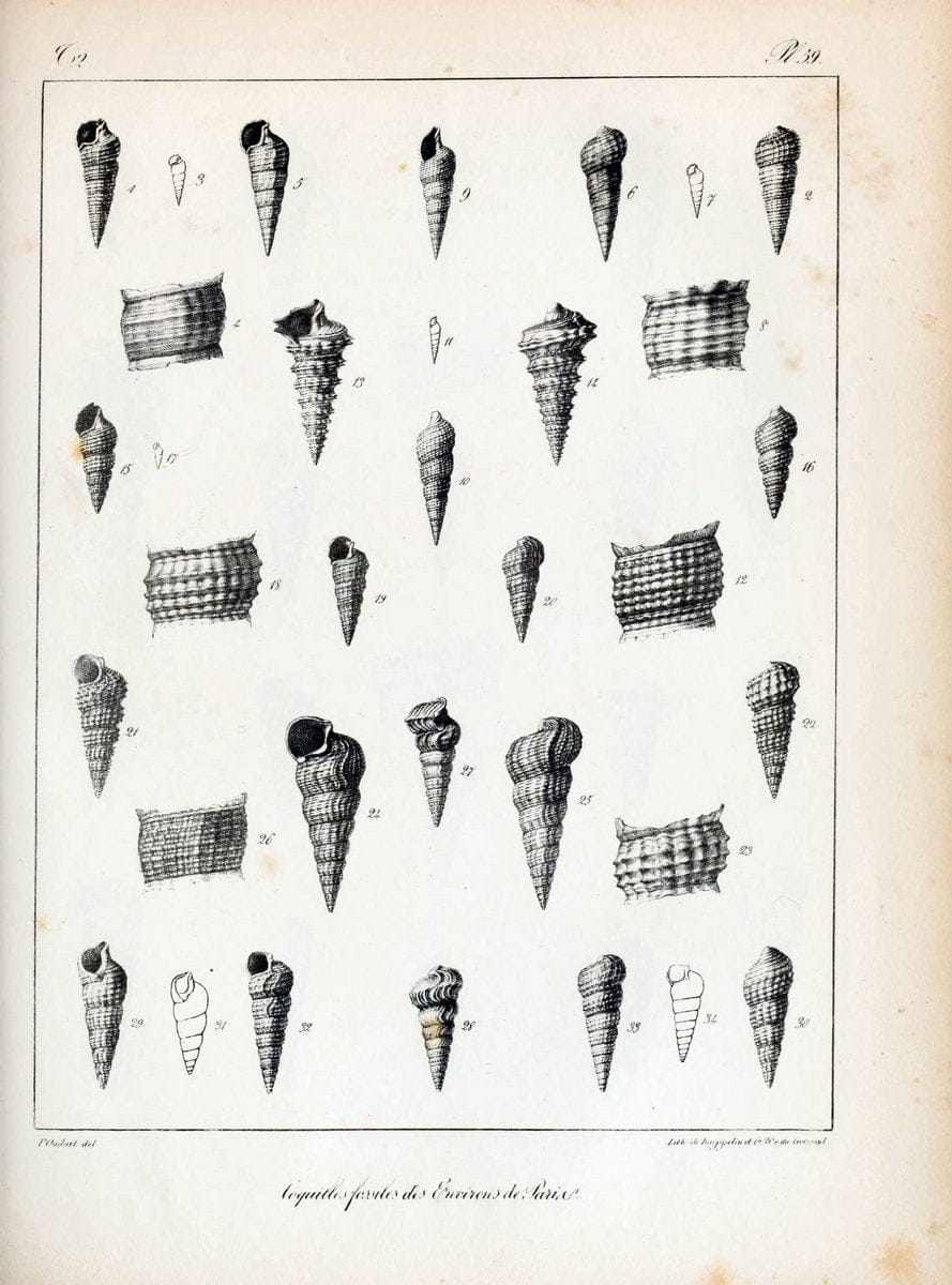Description des coquilles fossiles des environs de Paris/.Paris:L'auteur, chez Bechet jeune [etc.]1824-[1837]. |  | Vintage Print Reproduction 467864