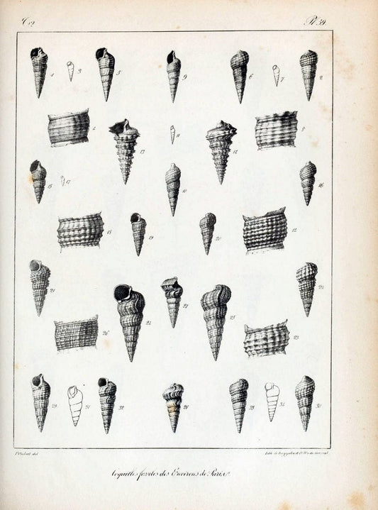 Description des coquilles fossiles des environs de Paris/.Paris:L'auteur, chez Bechet jeune [etc.]1824-[1837]. |  | Vintage Print Reproduction 467864