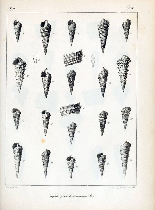 Description des coquilles fossiles des environs de Paris/.Paris:L'auteur, chez Bechet jeune [etc.]1824-[1837]. |  | Vintage Print Reproduction 467865