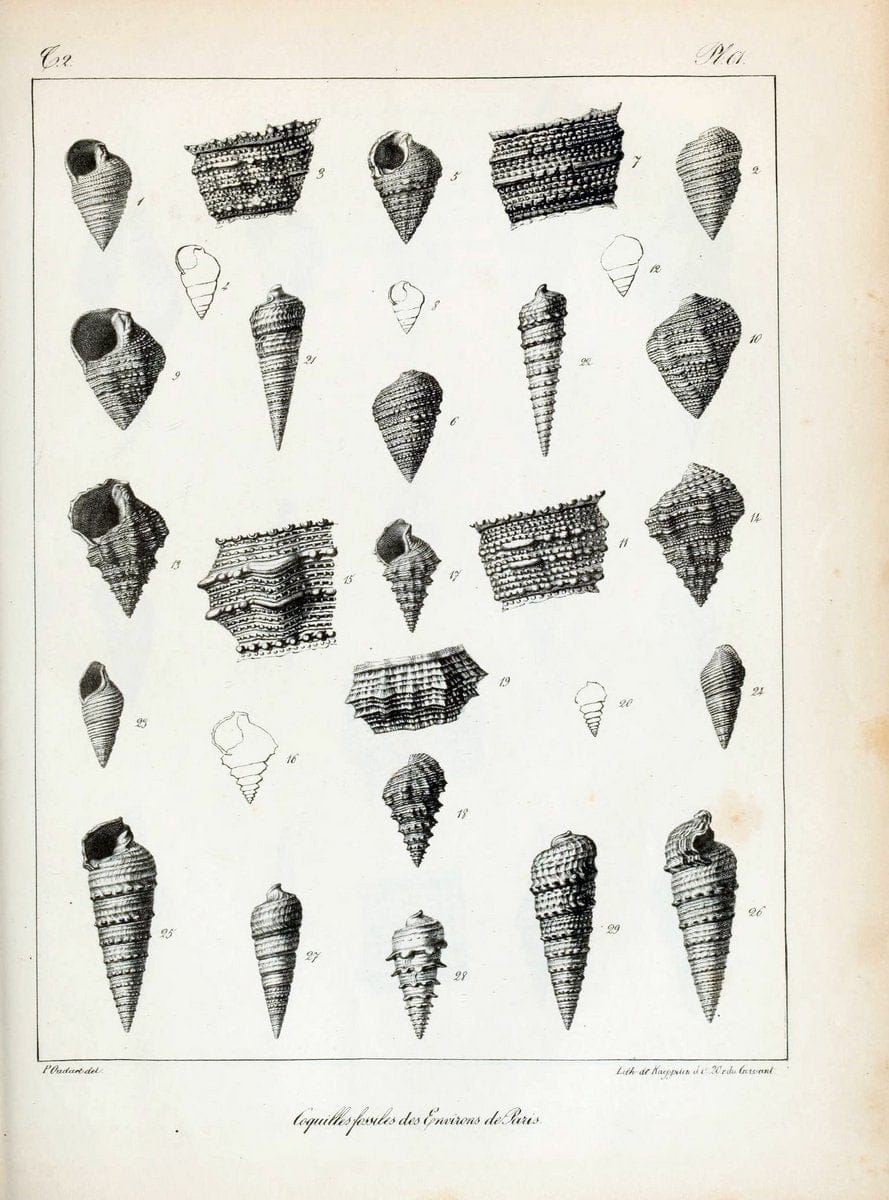Description des coquilles fossiles des environs de Paris/.Paris:L'auteur, chez Bechet jeune [etc.]1824-[1837]. |  | Vintage Print Reproduction 467866