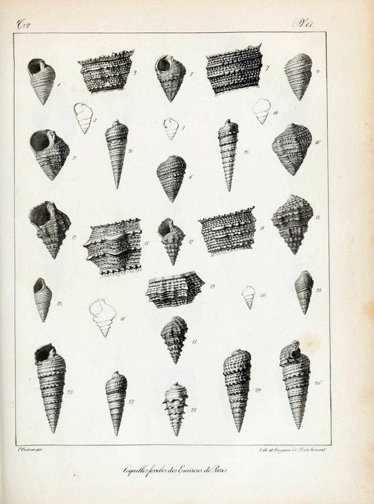 Description des coquilles fossiles des environs de Paris/.Paris:L'auteur, chez Bechet jeune [etc.]1824-[1837]. |  | Vintage Print Reproduction 467866