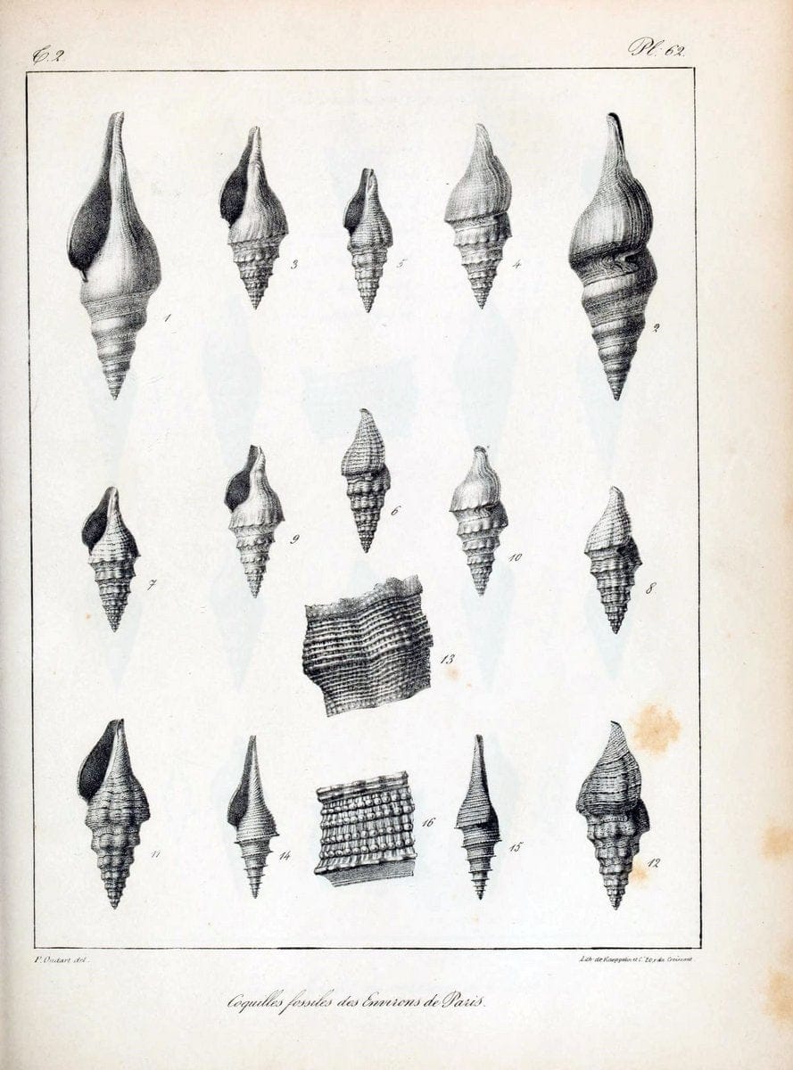 Description des coquilles fossiles des environs de Paris/.Paris:L'auteur, chez Bechet jeune [etc.]1824-[1837]. |  | Vintage Print Reproduction 467867