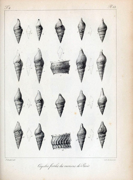 Description des coquilles fossiles des environs de Paris/.Paris:L'auteur, chez Bechet jeune [etc.]1824-[1837]. |  | Vintage Print Reproduction 467868