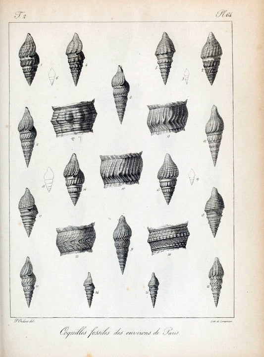 Description des coquilles fossiles des environs de Paris/.Paris:L'auteur, chez Bechet jeune [etc.]1824-[1837]. |  | Vintage Print Reproduction 467869