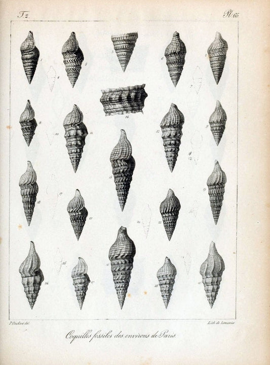 Description des coquilles fossiles des environs de Paris/.Paris:L'auteur, chez Bechet jeune [etc.]1824-[1837]. |  | Vintage Print Reproduction 467870