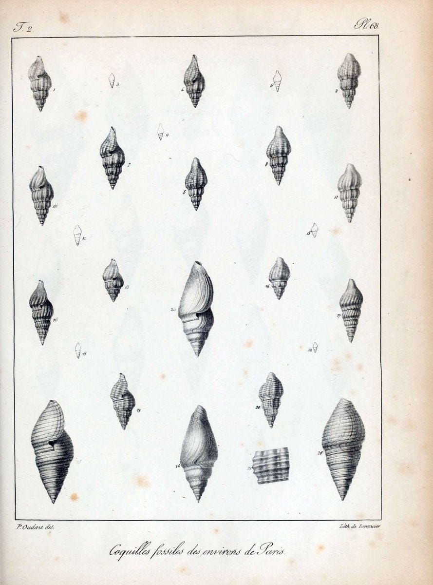 Description des coquilles fossiles des environs de Paris/.Paris:L'auteur, chez Bechet jeune [etc.]1824-[1837]. |  | Vintage Print Reproduction 467873
