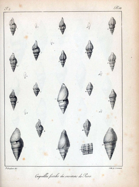 Description des coquilles fossiles des environs de Paris/.Paris:L'auteur, chez Bechet jeune [etc.]1824-[1837]. |  | Vintage Print Reproduction 467873