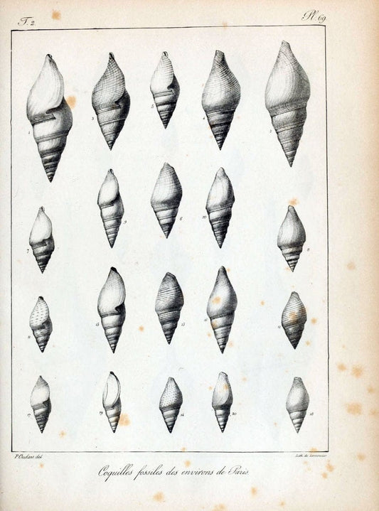 Description des coquilles fossiles des environs de Paris/.Paris:L'auteur, chez Bechet jeune [etc.]1824-[1837]. |  | Vintage Print Reproduction 467874