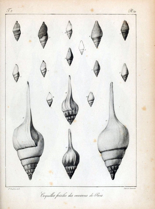 Description des coquilles fossiles des environs de Paris/.Paris:L'auteur, chez Bechet jeune [etc.]1824-[1837]. |  | Vintage Print Reproduction 467875