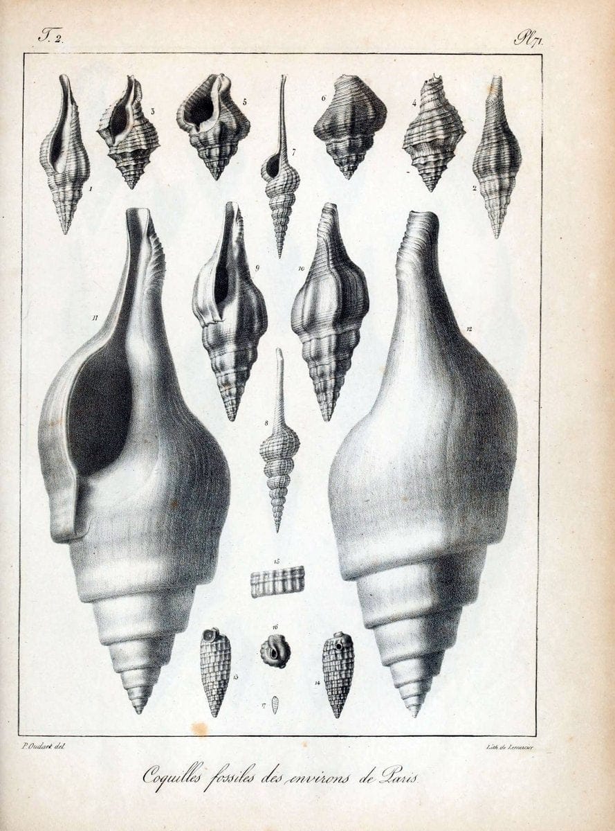 Description des coquilles fossiles des environs de Paris/.Paris:L'auteur, chez Bechet jeune [etc.]1824-[1837]. |  | Vintage Print Reproduction 467876