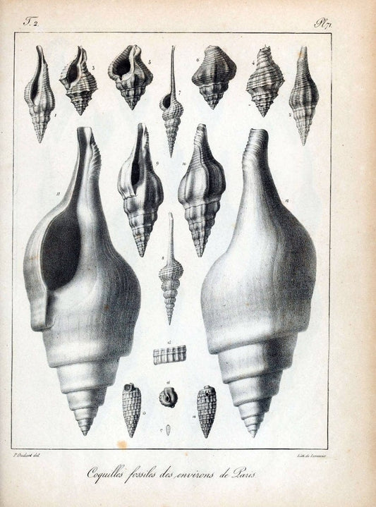 Description des coquilles fossiles des environs de Paris/.Paris:L'auteur, chez Bechet jeune [etc.]1824-[1837]. |  | Vintage Print Reproduction 467876