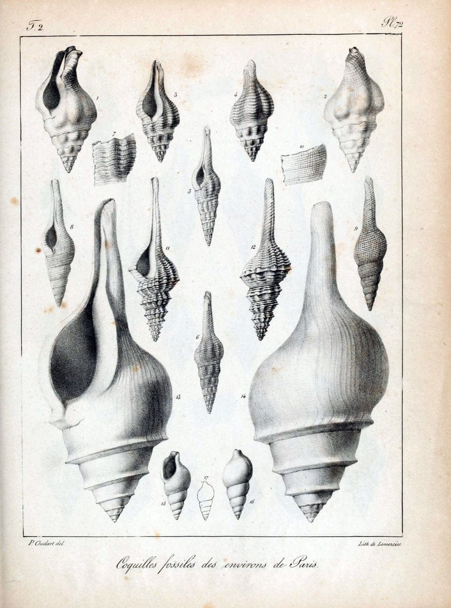 Description des coquilles fossiles des environs de Paris/.Paris:L'auteur, chez Bechet jeune [etc.]1824-[1837]. |  | Vintage Print Reproduction 467877
