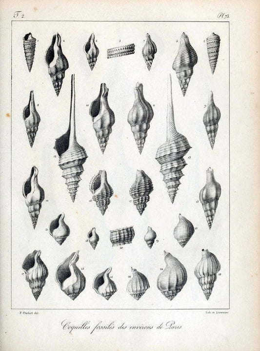 Description des coquilles fossiles des environs de Paris/.Paris:L'auteur, chez Bechet jeune [etc.]1824-[1837]. |  | Vintage Print Reproduction 467878
