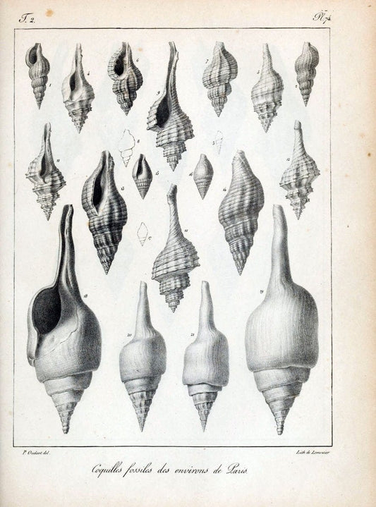 Description des coquilles fossiles des environs de Paris/.Paris:L'auteur, chez Bechet jeune [etc.]1824-[1837]. |  | Vintage Print Reproduction 467879