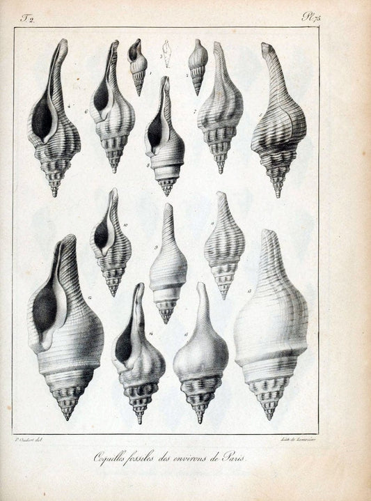 Description des coquilles fossiles des environs de Paris/.Paris:L'auteur, chez Bechet jeune [etc.]1824-[1837]. |  | Vintage Print Reproduction 467880