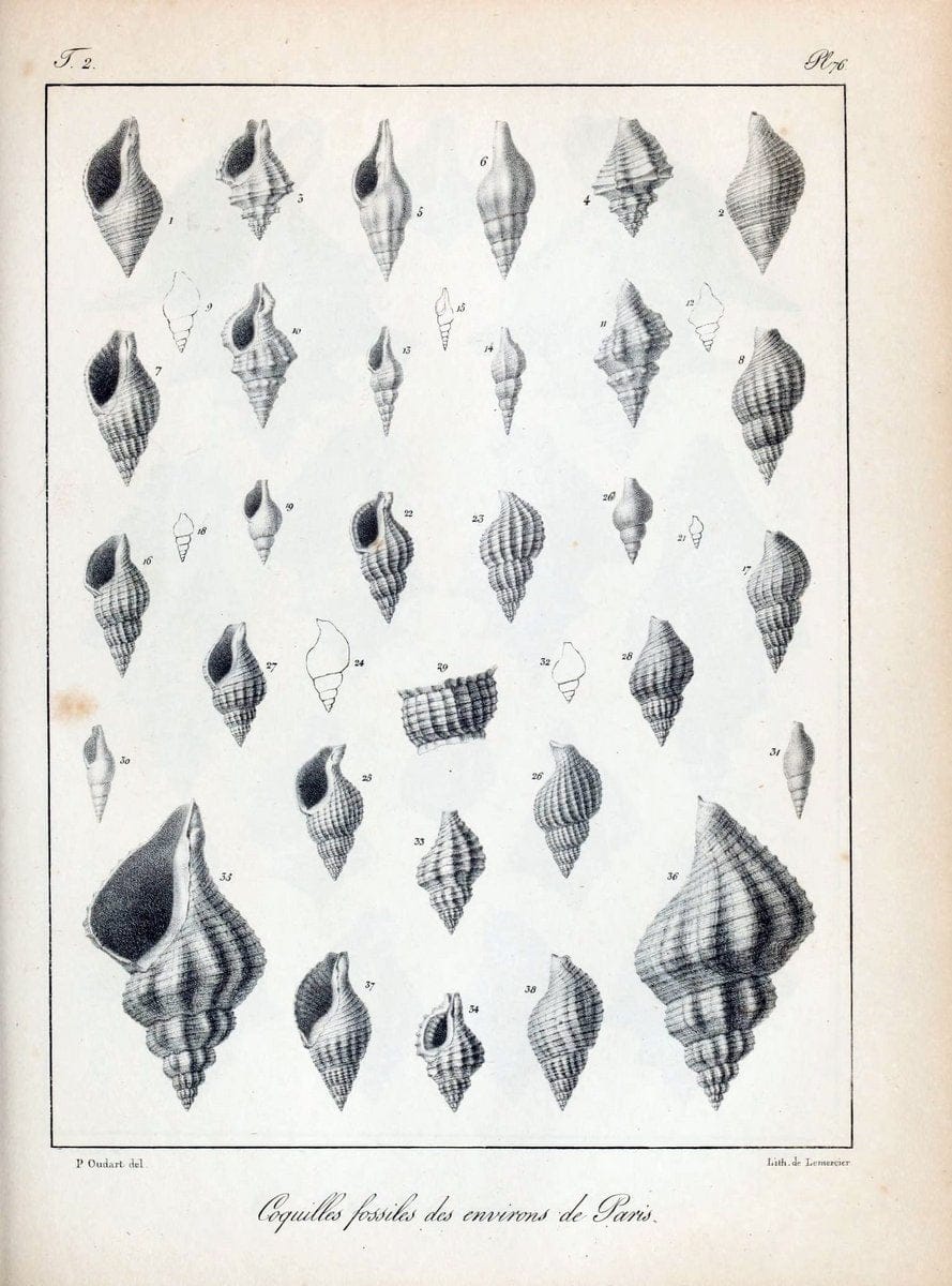 Description des coquilles fossiles des environs de Paris/.Paris:L'auteur, chez Bechet jeune [etc.]1824-[1837]. |  | Vintage Print Reproduction 467881